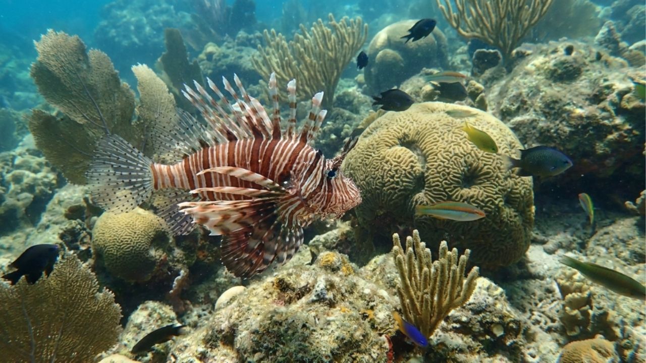 Peixe-leão ameaça espécies nativas e preocupa autoridades ambientais