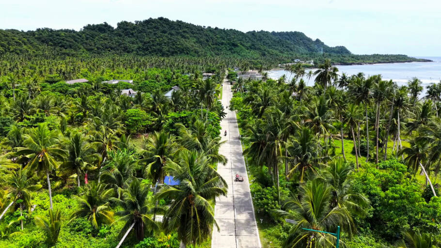 Drone photograph of a straight road running through a massive palm tree forest towards the ocean coastline.