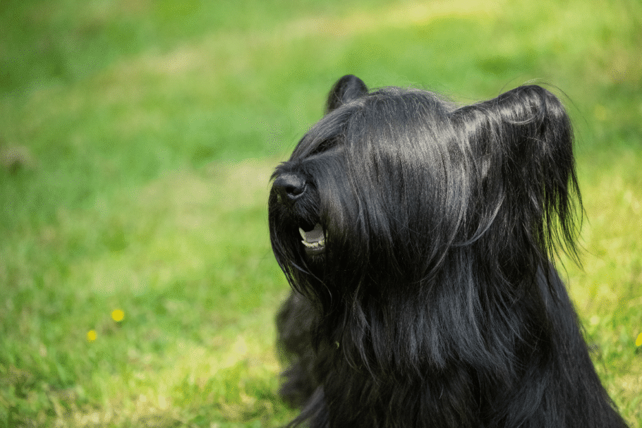 O skye terrier é inteligente, corajoso e muito dedicado à família (Imagem: Marion Smith – Byers | Shutterstock)