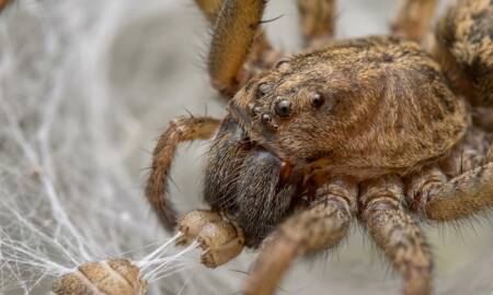 spider-anatomy-and-silk-production-450x270.jpg