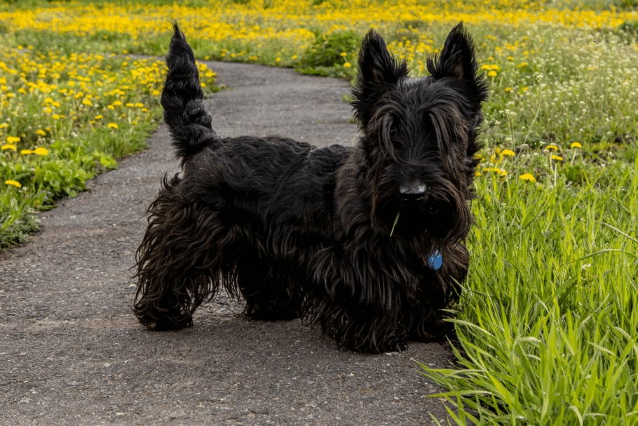 O terrier escocês tende a ser independente, confiante e determinado (Imagem: Katerina Klio | Shutterstock)