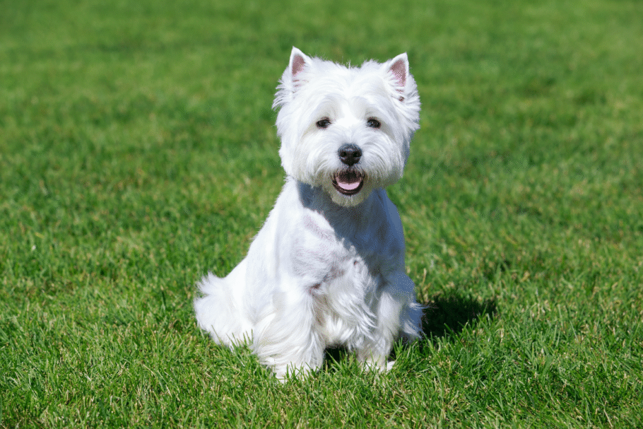 O west highland white terrier é atento, confiante e curioso (Imagem: Olga Aniven | Shutterstock)