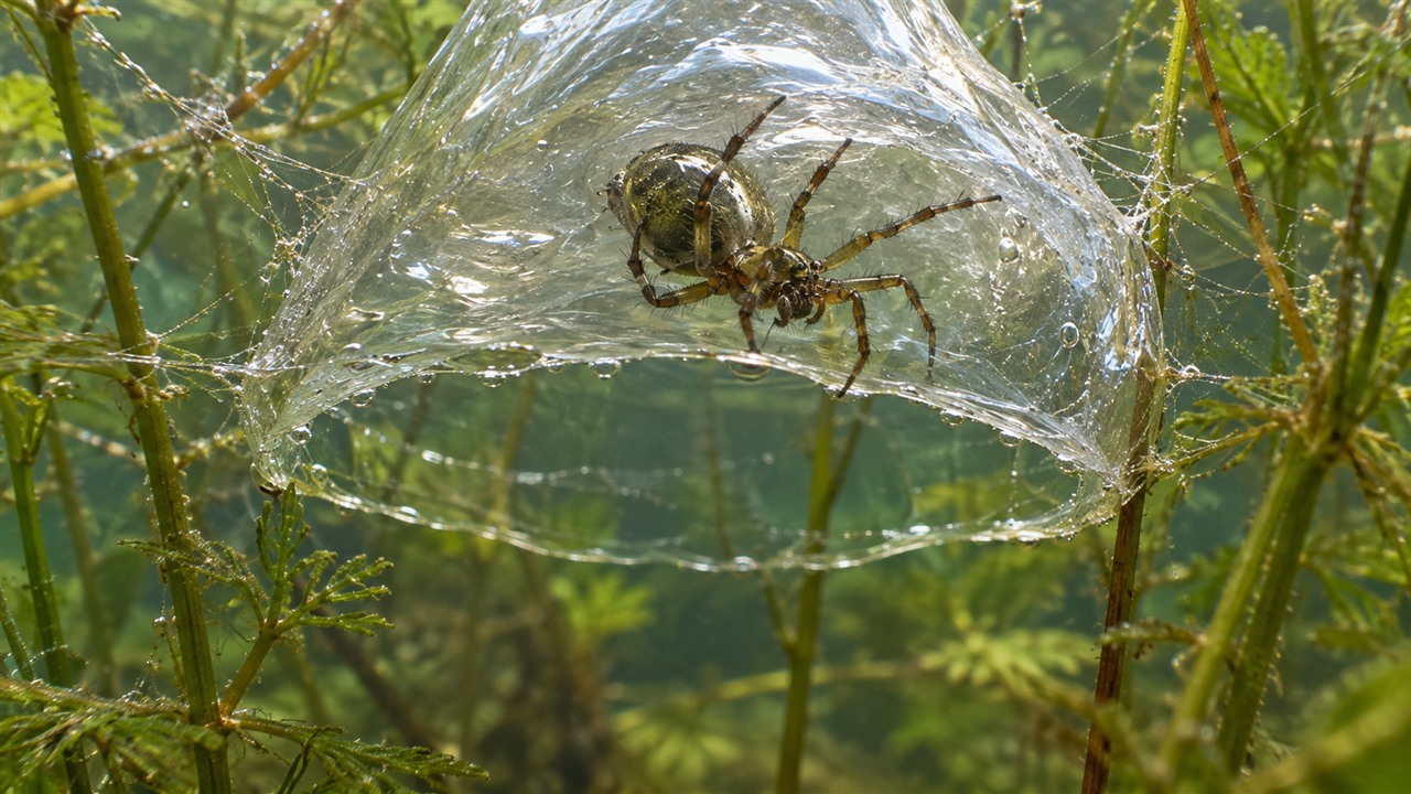A própria água fornece parte do oxigênio usado pela aranha.