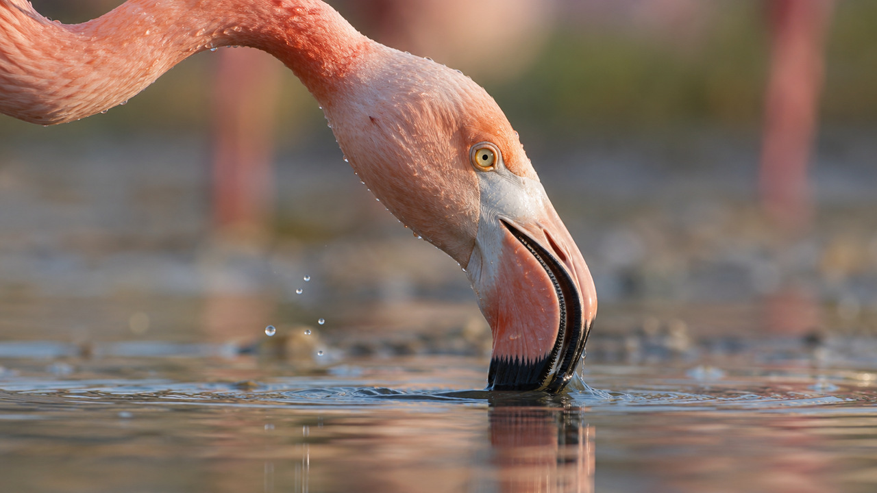 Pesquisa revelou a função surpreendente dos movimentos realizados pelos flamingos.
