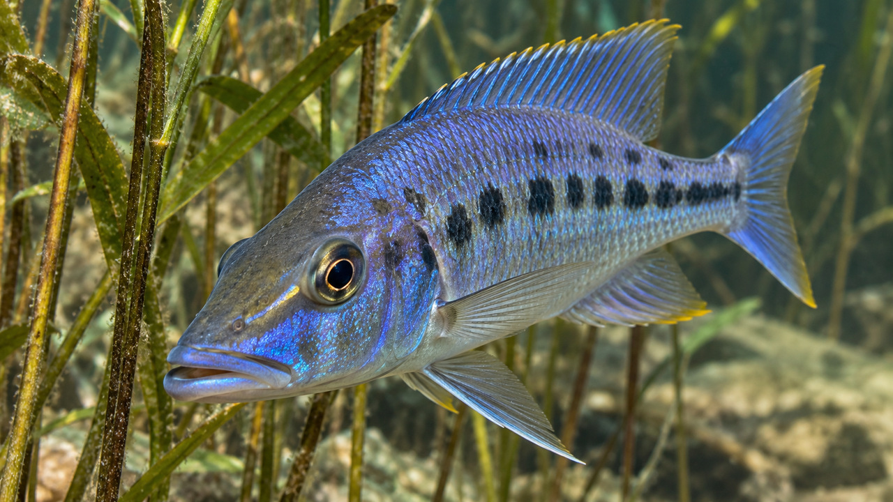 Seu corpo estreito facilita ataques de emboscada contra peixes menores.