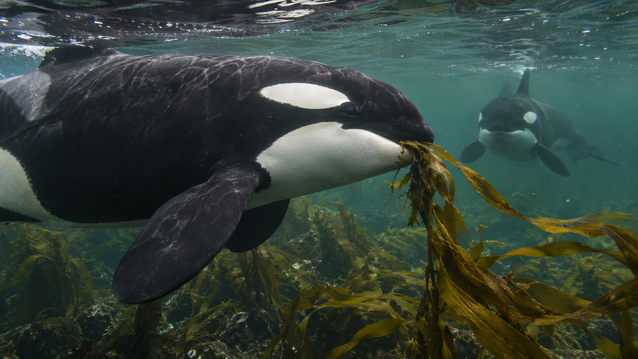 Cientistas investigam por que esses animais utilizam algas como ferramentas.