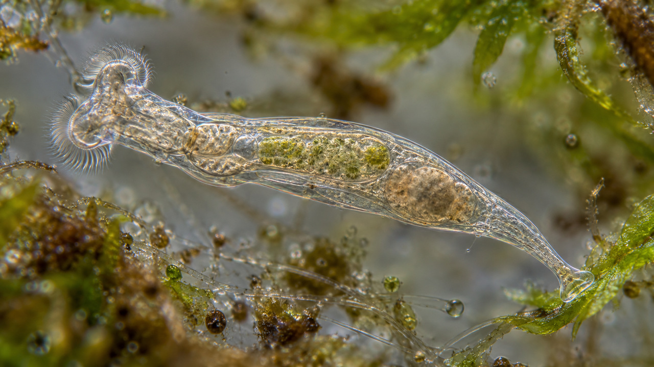 A anidrobiose permite que esses animais microscópicos entrem em estado de inatividade.