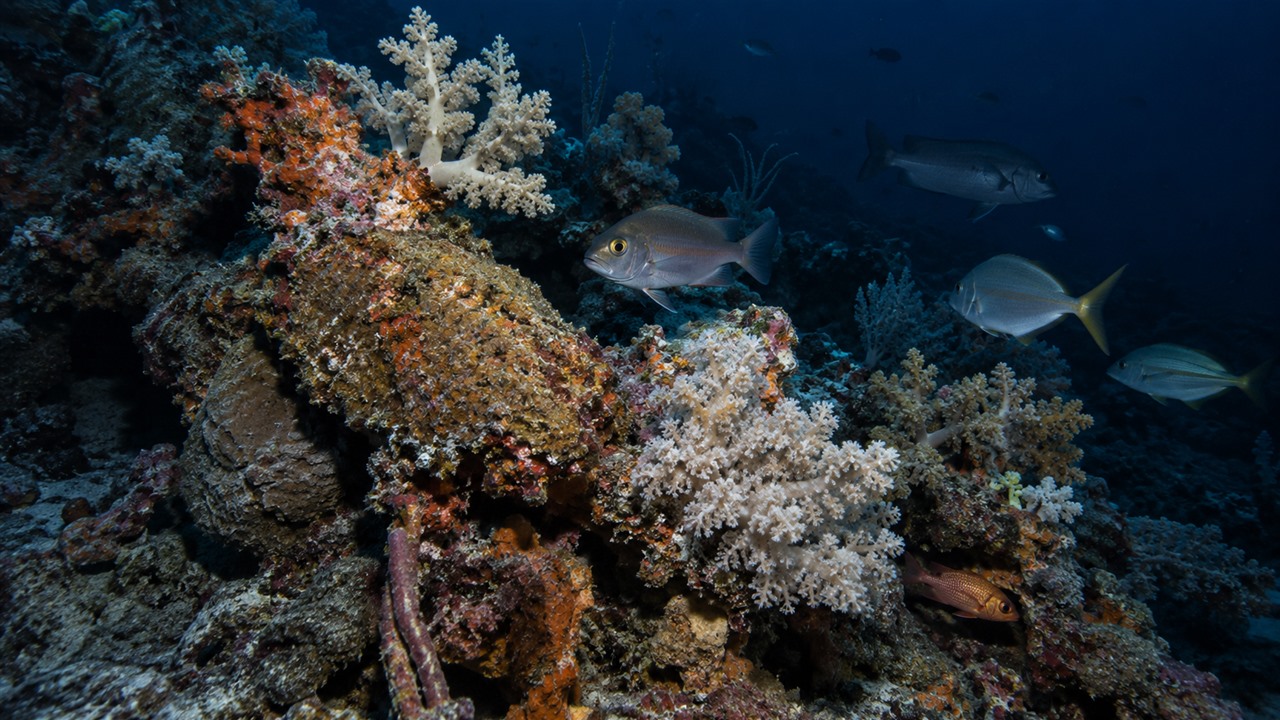 Sonar ajudou pesquisadores a localizar estruturas escondidas no fundo do oceano.
