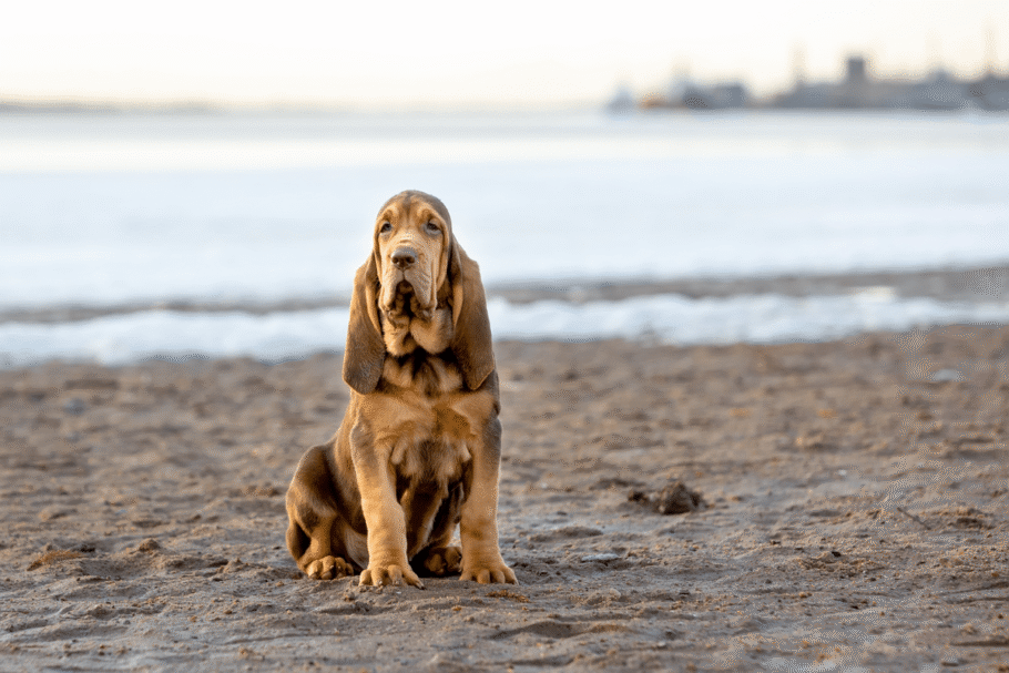 O bloodhound chama a atenção pelas rugas profundas, pelas orelhas compridas e pelos olhos caídos, características que proporcionam uma expressão melancólica (Imagem: Glikiri | Shutterstock)
