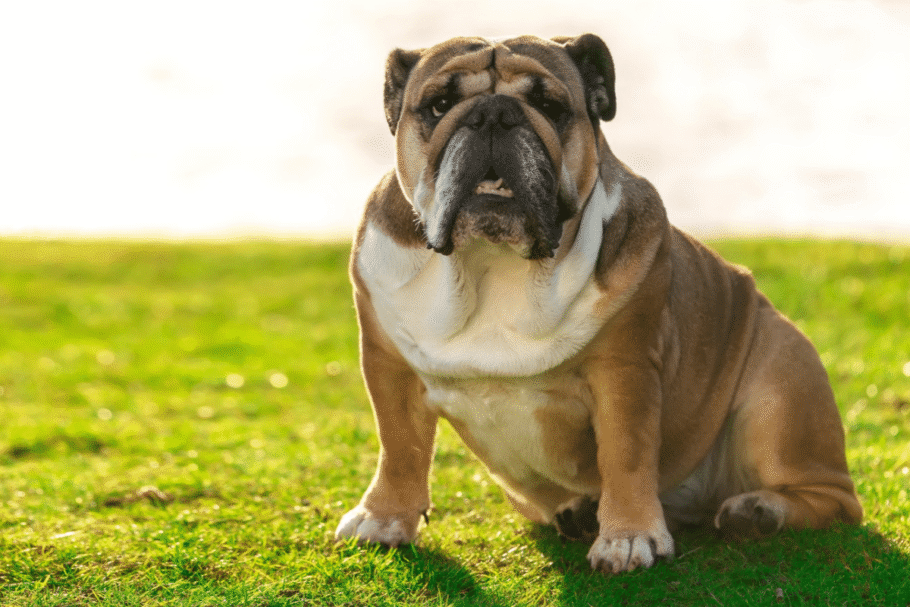 O buldogue inglês tem rosto achatado, rugas profundas e olhos arredondados, que dão ao cão uma expressão preocupada, apesar de seu jeito afetuoso (Imagem: Irene Miller | Shutterstock)