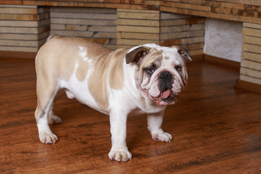 Rubble é um buldogue inglês, uma raça de origem britânica conhecida pelo corpo robusto e pela personalidade afetuosa (Imagem: Olga Aniven | Shutterstock)