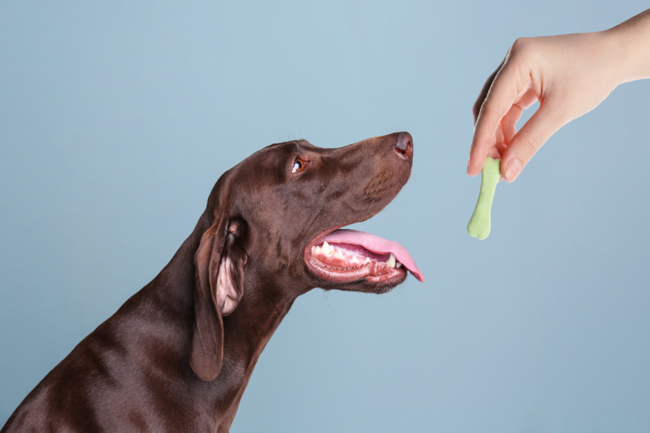 A proteína hidrolisada pode ser uma alternativa para cães com sensibilidades (Imagem: New Africa | Shutterstock)