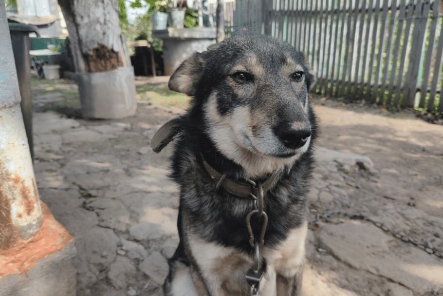 Rocky representa os cães sem raça definida, resultado de cruzamentos entre cães de diferentes raças e linhagens ao longo das gerações (Imagem: maxym28 | Shutterstock)