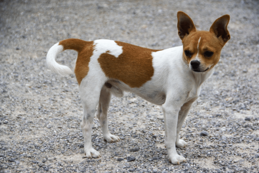 Tracker é um chihuahua, uma raça mexicana de pequeno porte que chama a atenção pela coragem e personalidade alerta (Imagem: Sodamika Photo | Shutterstock)