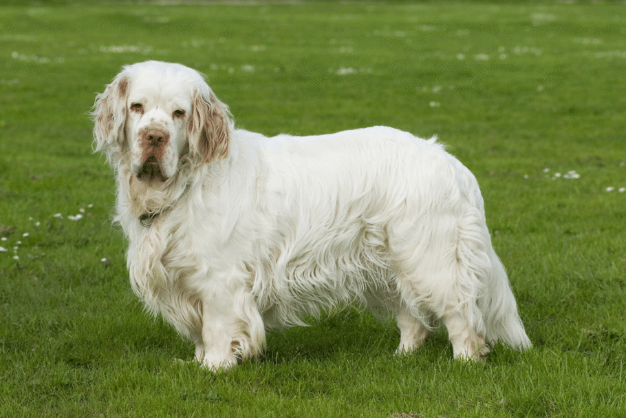 O clumber spaniel tem olhos profundos, orelhas compridas e pálpebras caídas, que reforçam sua aparência sonolenta e combinam com seu jeito tranquilo (Imagem: Dora Zett | Shutterstock)