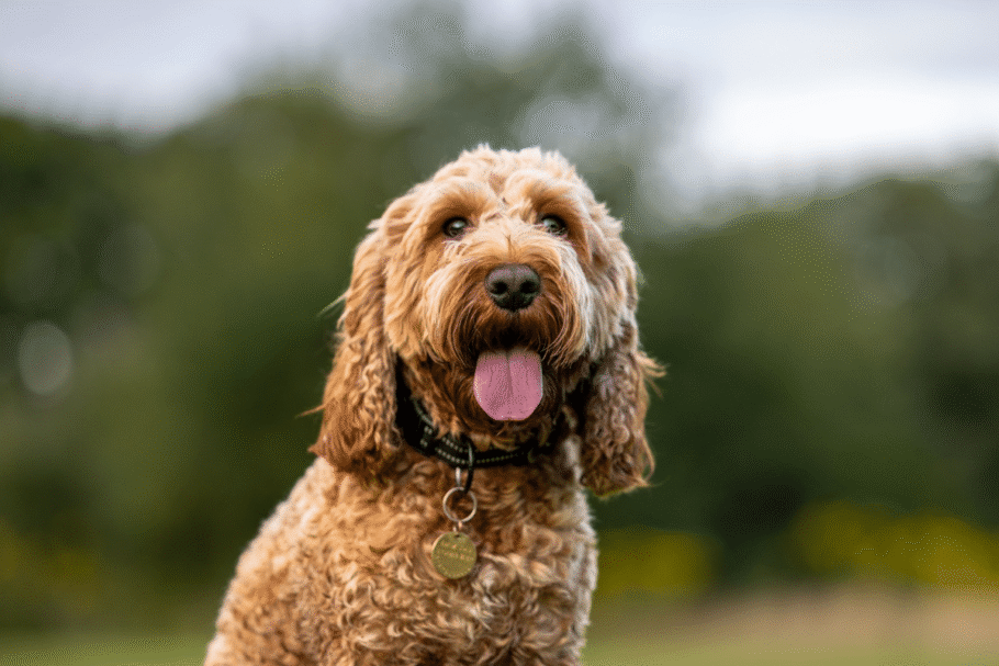Skye é uma cockapoo, uma mistura de cocker spaniel e poodle que conquista pela inteligência e personalidade brincalhona (Imagem: Wirestock Creators | Shutterstock)