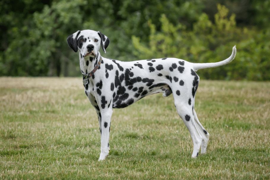 Marshall é um dálmata, uma raça conhecida pela pelagem branca com manchas pretas ou marrons (Imagem: chrisukphoto | Shutterstock)