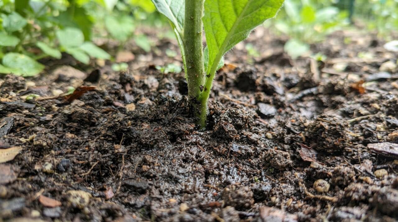 Excesso de água pode reduzir o oxigênio disponível às raízes e amarelar as folhas. Veja como identificar o problema e ajustar a rega de cada espécie.