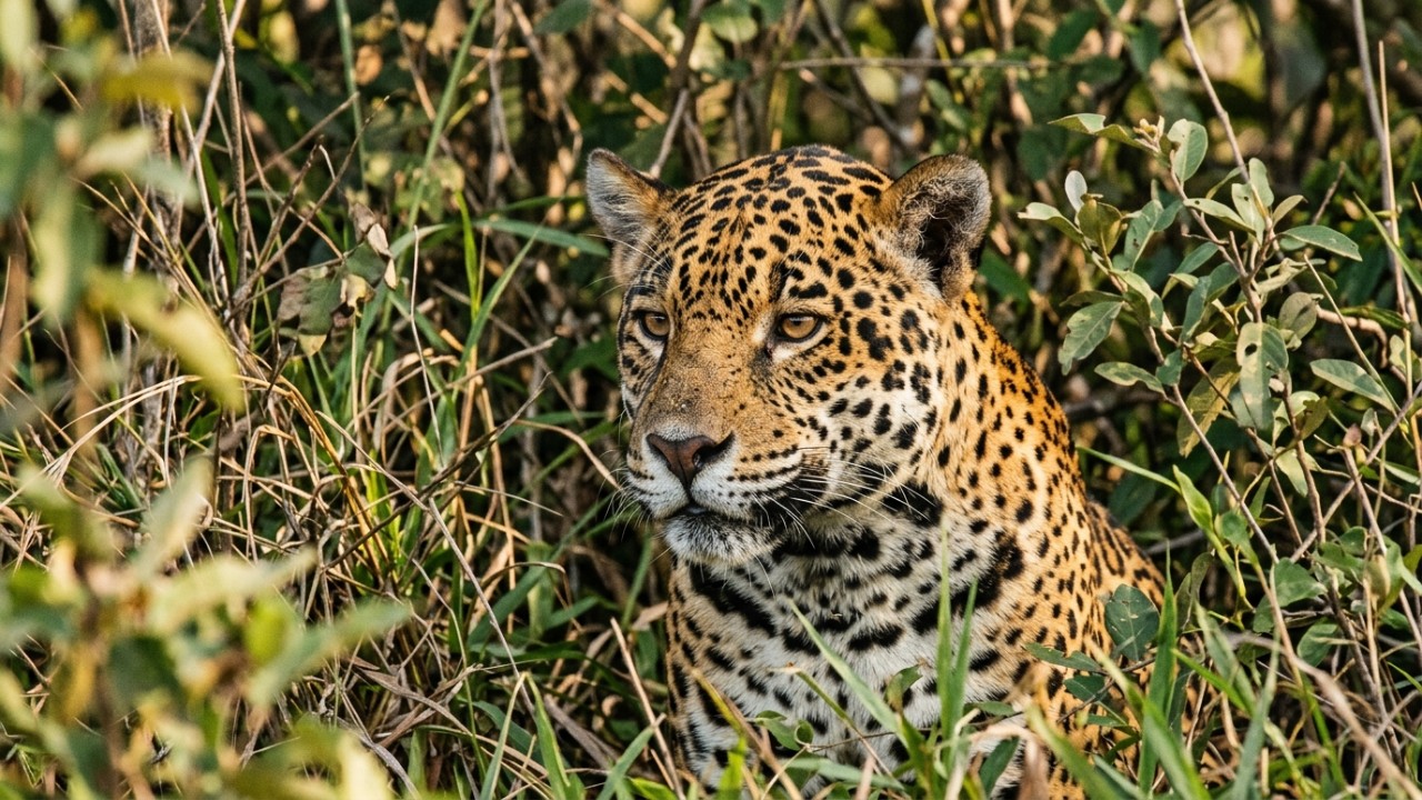 A nova medida de conservação ambiental fortalece o equilíbrio natural e protege as áreas úmidas essenciais da bacia pantaneira.