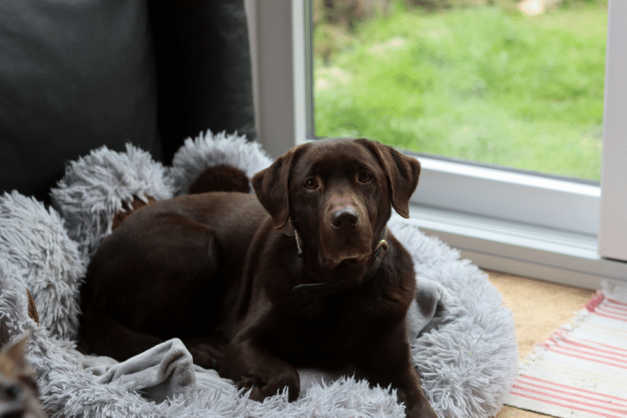 Zuma é um labrador retriever, uma raça sociável e inteligente que se destaca pela afinidade com a água (Imagem: Maya Shustov | Shutterstock)