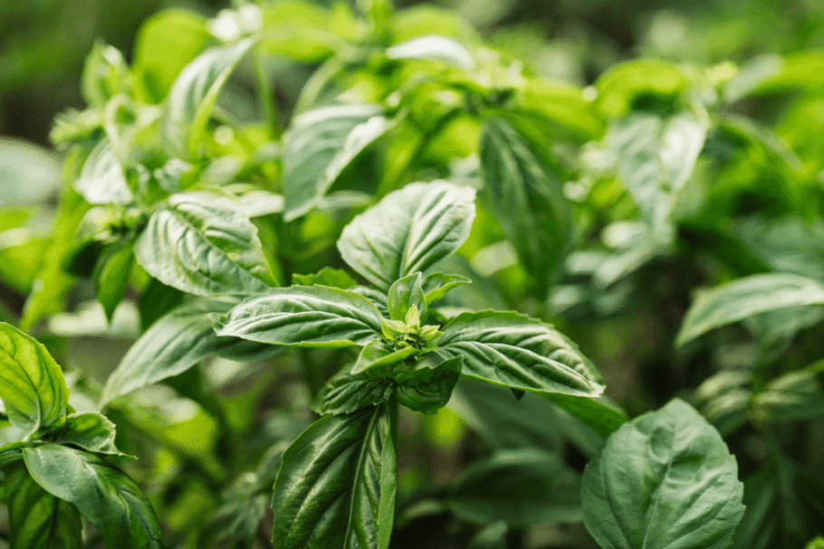 O manjericão está relacionado ao crescimento e à vitalidade (Imagem: Stock Holm | Shutterstock)