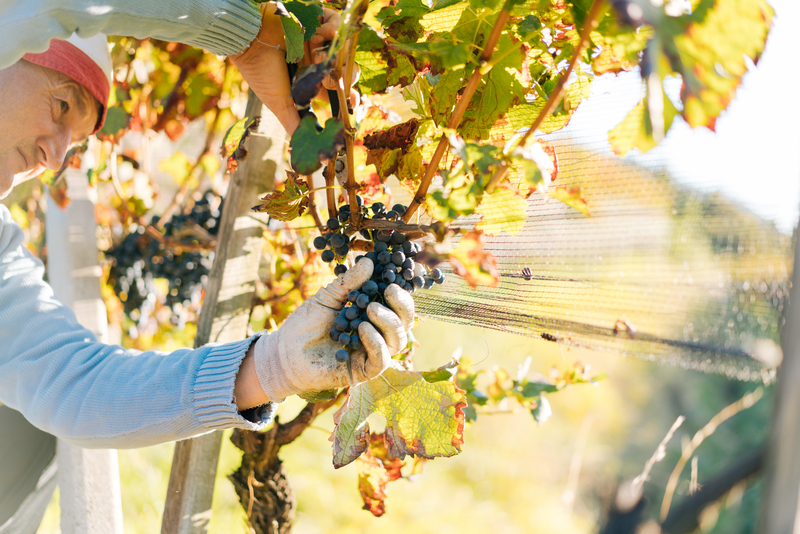 Vinícolas de Ticino oferecem atividades aos turistas