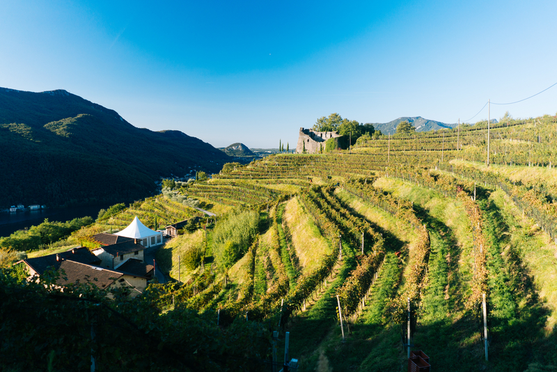 Vinhedos na região de Ticino