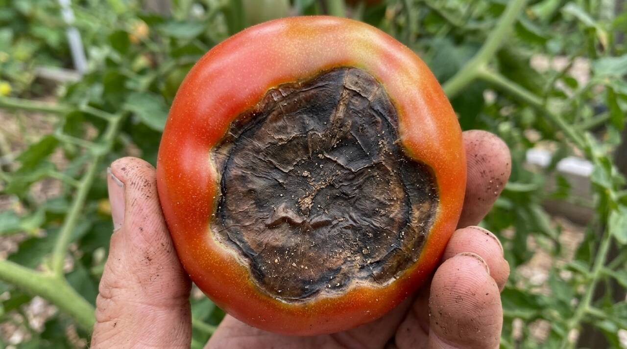 Tomates com manchas marrons e afundadas na extremidade podem sofrer de podridão apical. Veja o que fazer com a irrigação antes de aplicar cálcio.