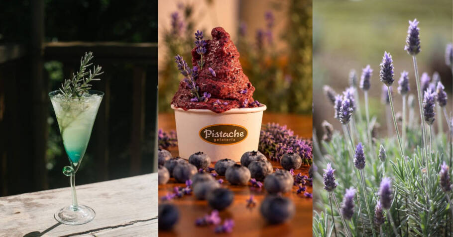 Cunha (SP) lança Rota da Lavanda com gastronomia e experiências