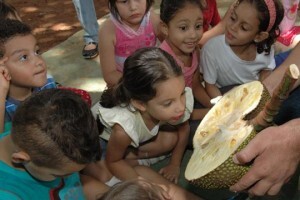 No festival de verão as crianças aprendem sobre as frutas e verduras da estação