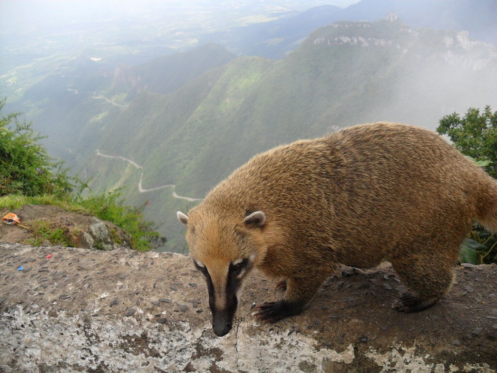 Foto: Mariospassos/Wikimedia Commons