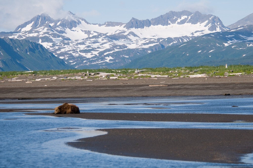 Urso marrom descansa em Hallo Bay, no Parque Nacional Katmai