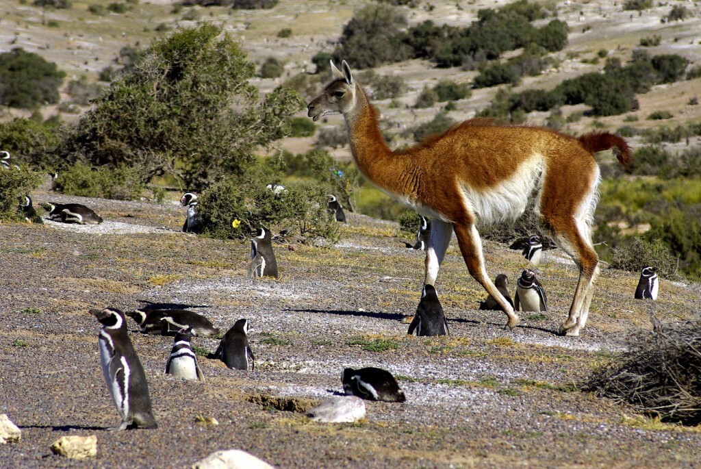 Guanacos e pinguins dividem o mesmo espaço em Punta Tombo, na Patagônia Argentina (foto: Christian Jiménez/Flickr-Creative Commons)
