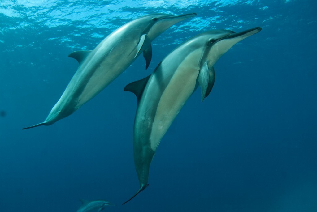 Golfinhos durante mergulho em Noronha (foto: All Angle/Laís Iná)