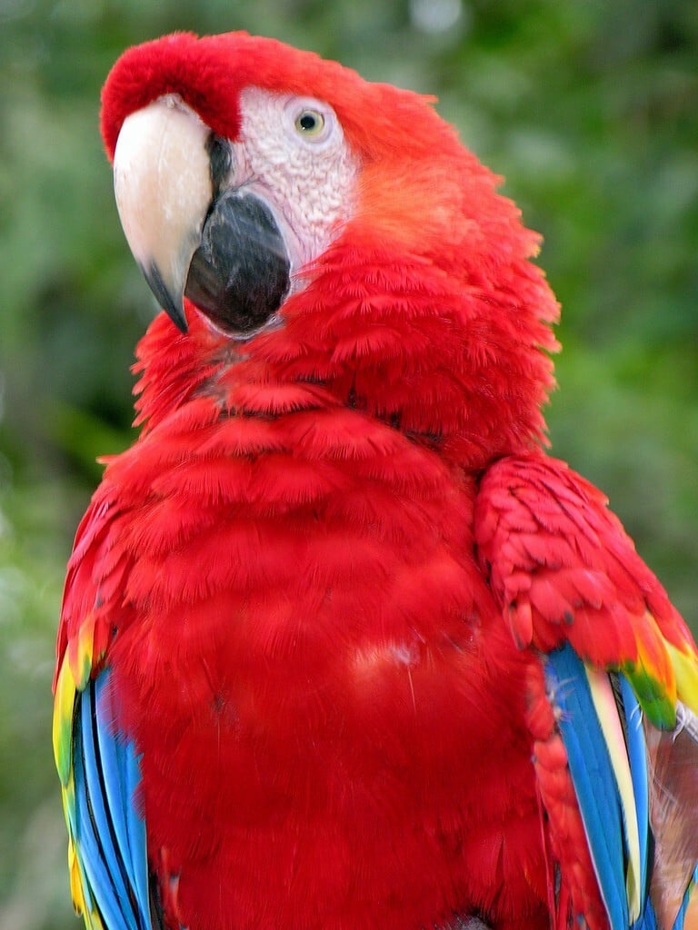 Arara Vermelha (Foto: Dennis Jarvis / Flickr)