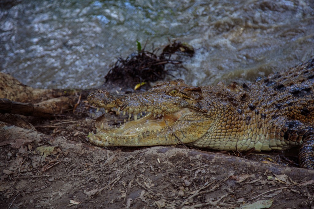 Existem entre 100 e 200 mil crocodilos na Austrália