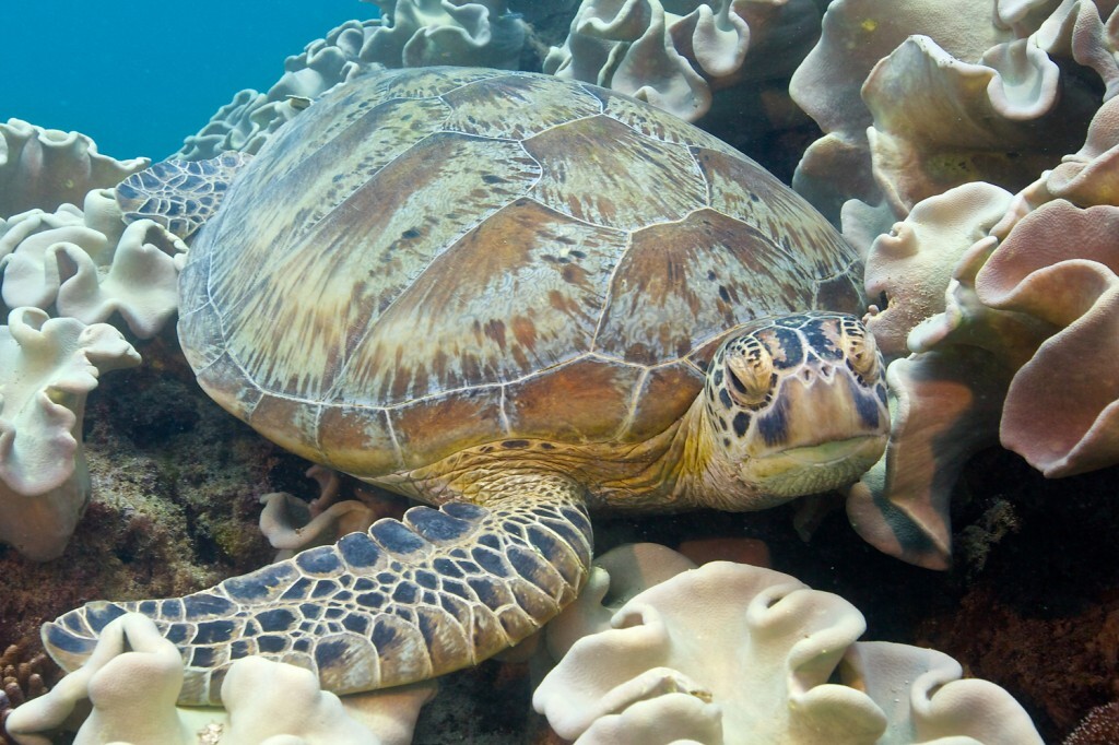 Tartaruga marinha na Grande Barreira de Corais