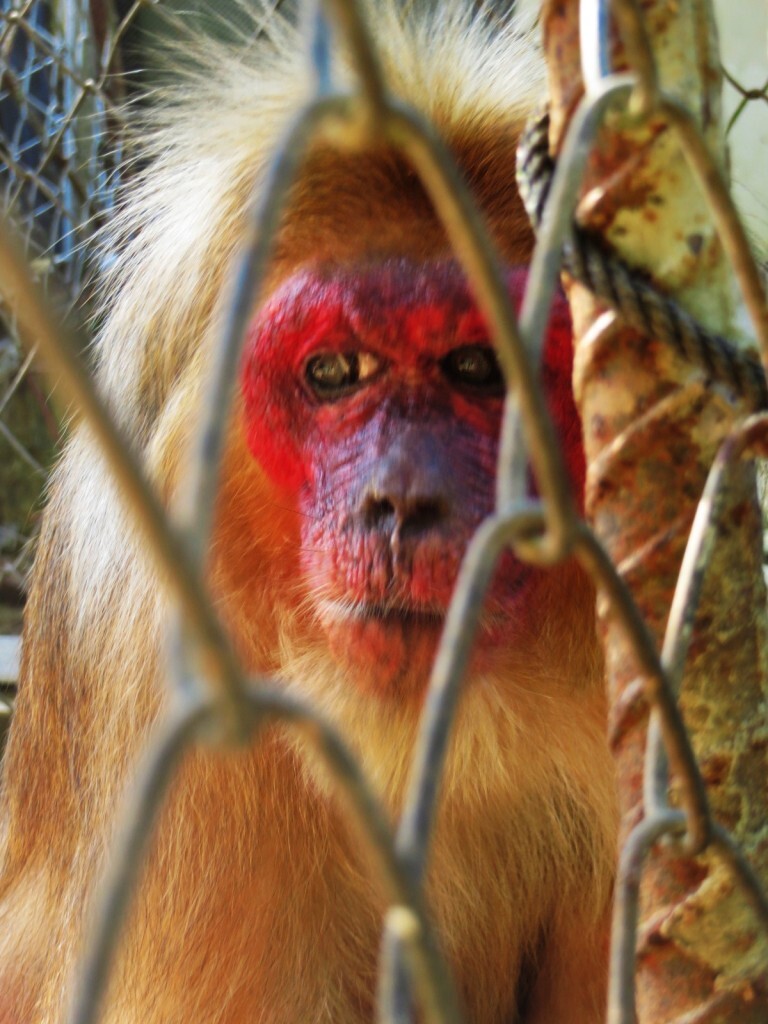 Também é muito comum ver macacos enjaulados e sendo criados como animal de estimação na Tailândia