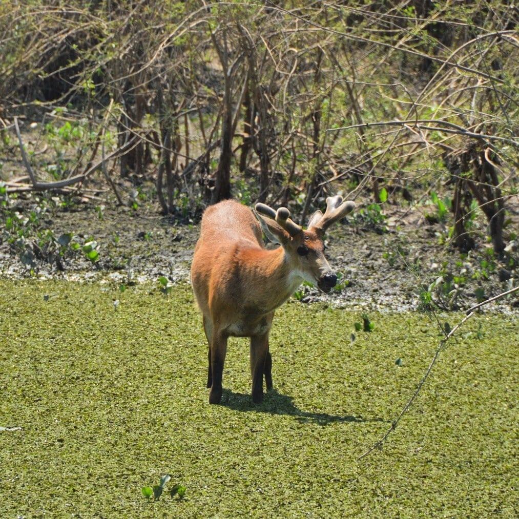 Veado vista nas margens da Transpantaneira