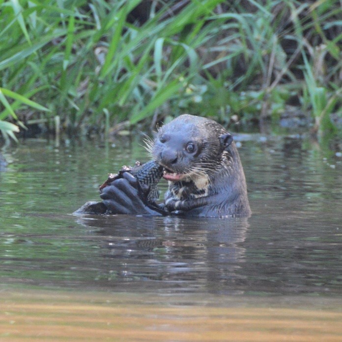 Ariranha se alimentando em rio do Pantanal