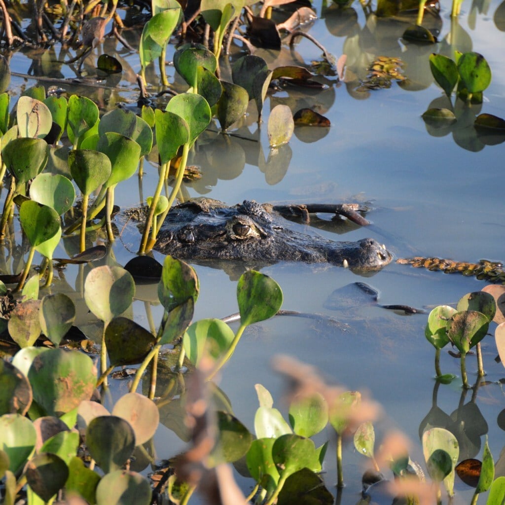 Jacaré, Pantanal, Porto Jofre