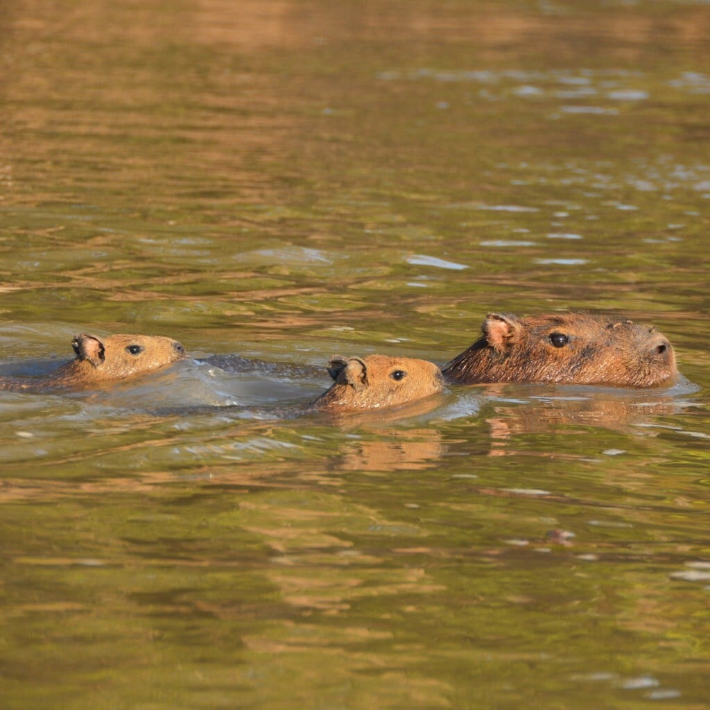Família de capivaras