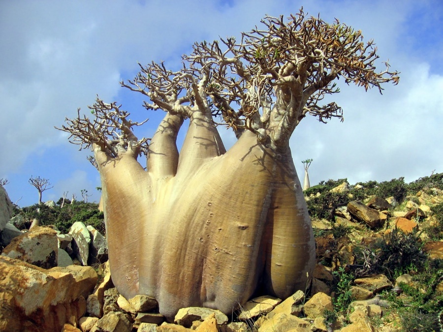 Arquipélago de Socotra, Yemen