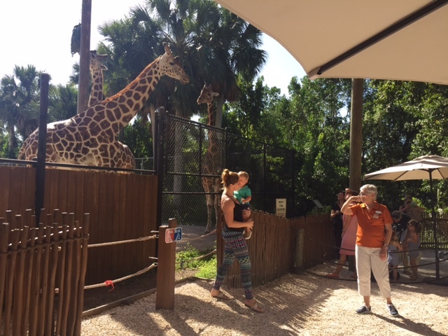 As crianças se divertem alimentando as girafas
