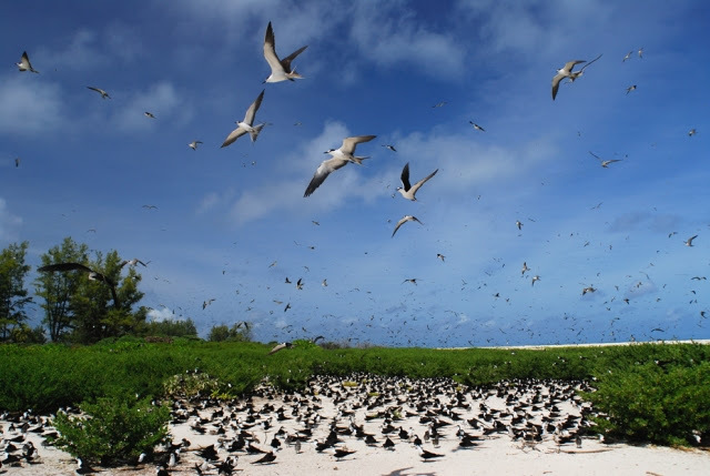 25 – Visite a Cousin Island, um santuário de pássaros