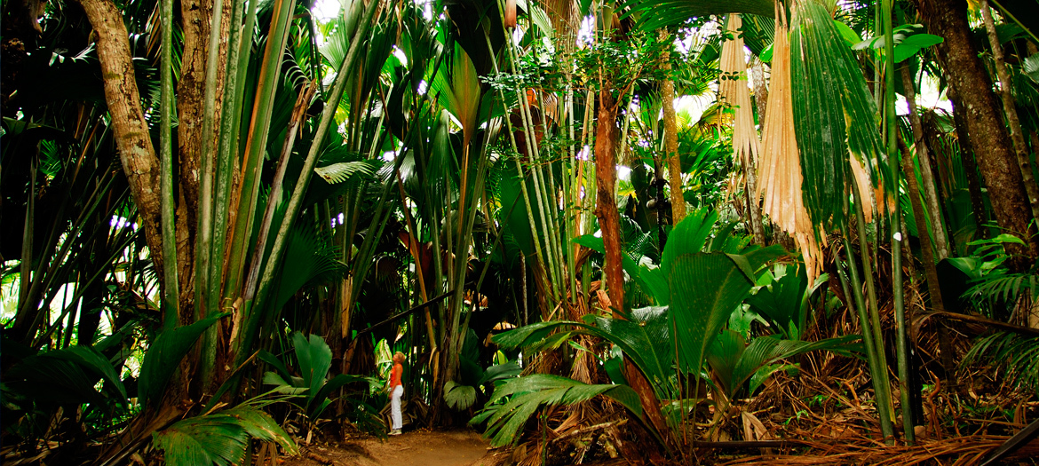 17 – Visite o Vallée de Mai, um dos Patrimônios Mundiais da Unesco de Seychelles