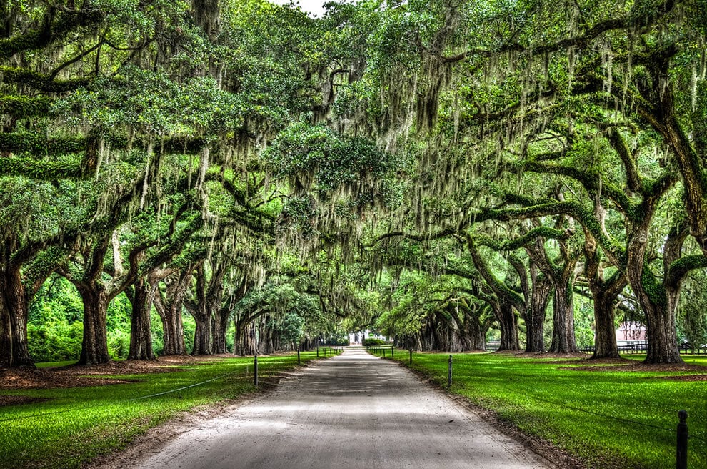 Corredor de Carvalhos em Boone Hall Plantation & Garden