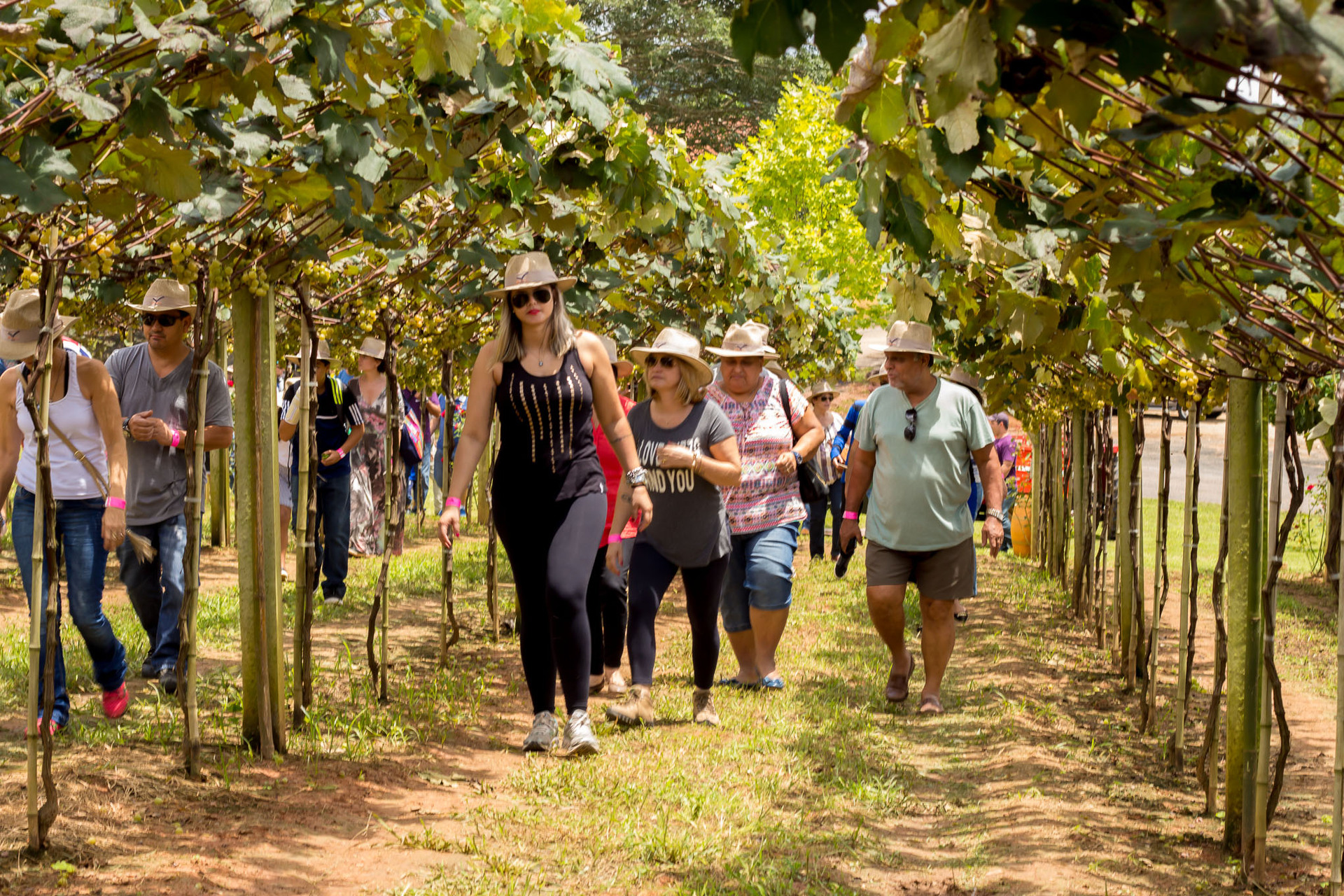 Turistas passeiam pelos vinhedos da Vinícola Góes