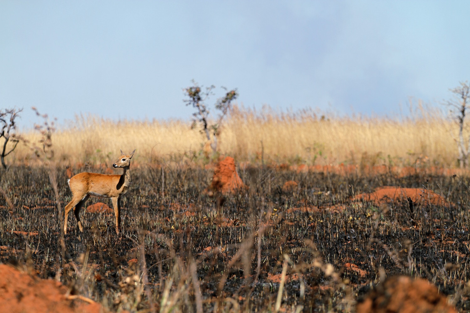 Parque Nacional Das Emas Reabre Em Goiás Confira Atrações 4173