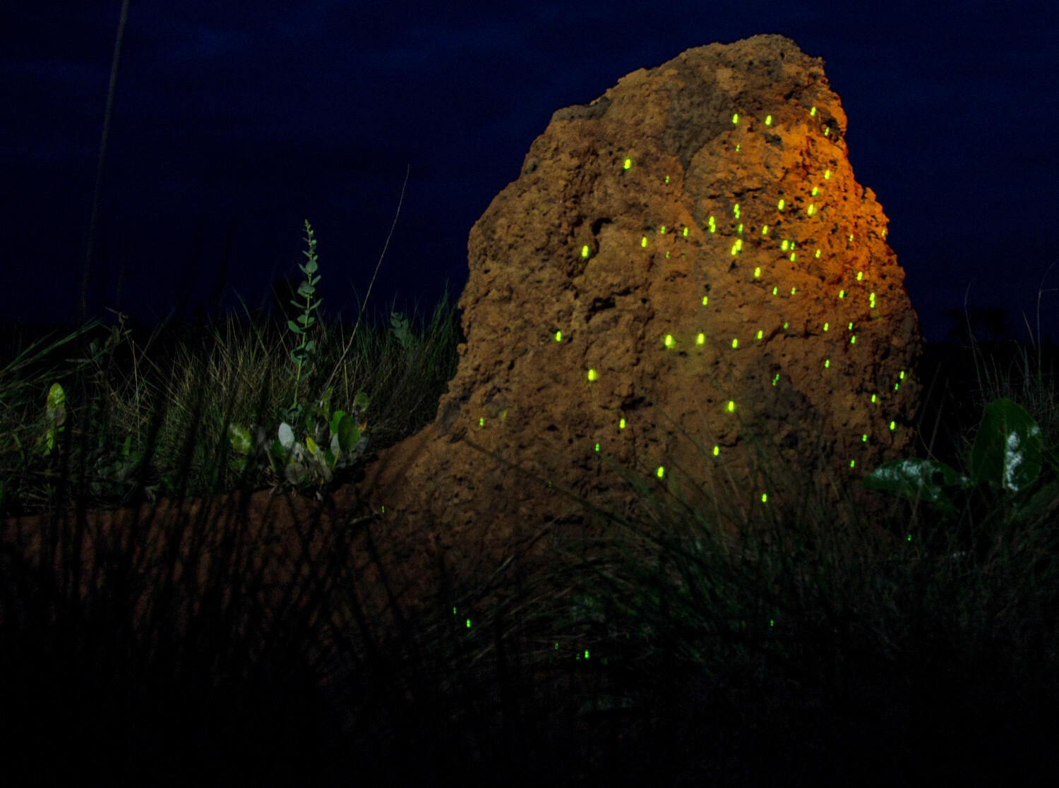 Bioluminescência no Parque Nacional das Emas, em Goiás